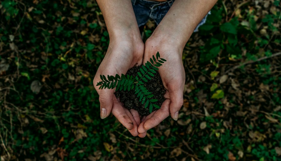 Hands holding green plant - sustainability culture